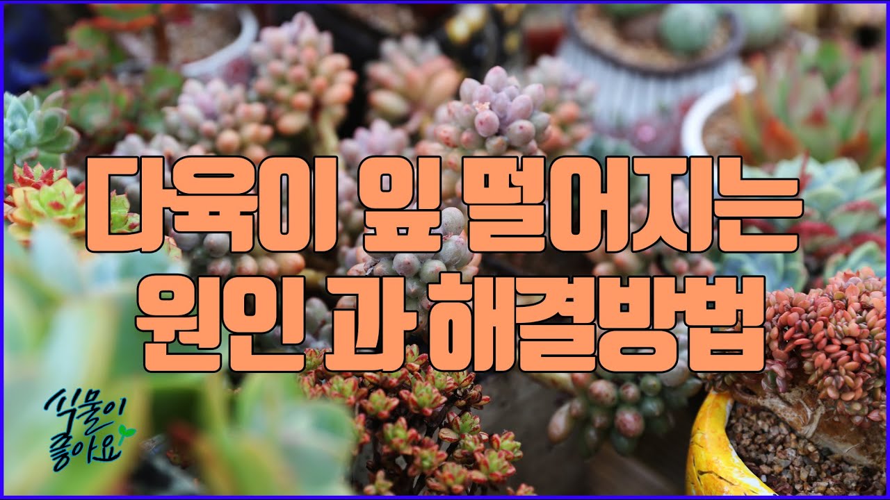 다육이 잎 자주 떨어지는 원인과 해결 방법 그리고 어떤 품종이 잘 떨어지는지 알아보기