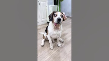 Hilarious Dog Moments You’ll Love 🐕❤️ #entertaininganimals#funnydogs