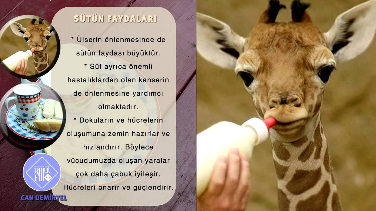 Sütün Faydaları Nelerdir Sütün Faydaları Nelerdir
