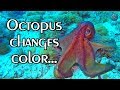 OCTOPUS Camouflage | Changes color, texture and shape