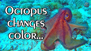 OCTOPUS Camouflage | Changes color, texture and shape