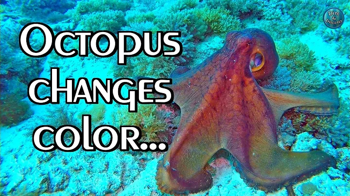 OCTOPUS Camouflage | Changes color, texture and shape