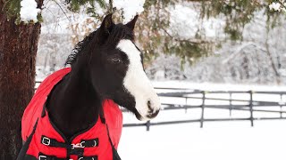 Tilly 2019 Quarter Pony Mare