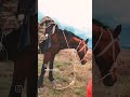 Лошадь 🐎