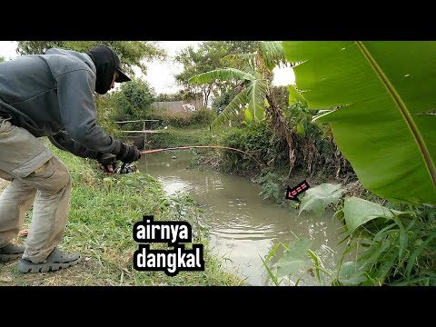 MANCING IKAN LELE DI SUNGAI YANG KERUH DAN DANGKAL - SMALL STREAM CATFISH  FISHING 