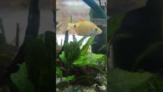 Java fern aquatic plant