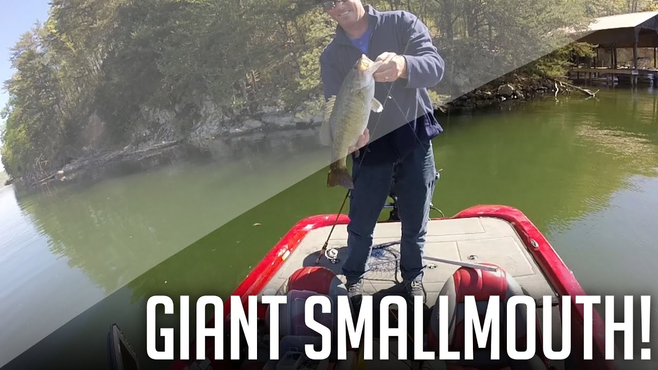 Giant Tennessee Smallmouth! 5+ Pounds! Bass Fishing Watts Bar Lake