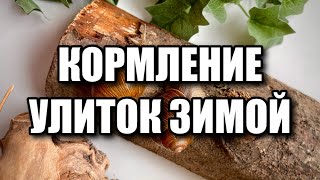 КОРМЛЕНИЕ УЛИТОК ЗИМОЙ | ВОЗВРАЩЕНИЕ НА КАНАЛ