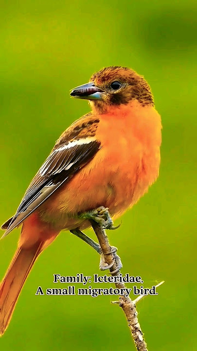 Female Baltimore oriole | Icterus galbula, scientifically #shorts