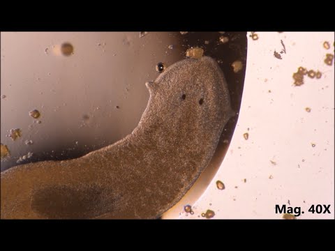 Planaria moving and