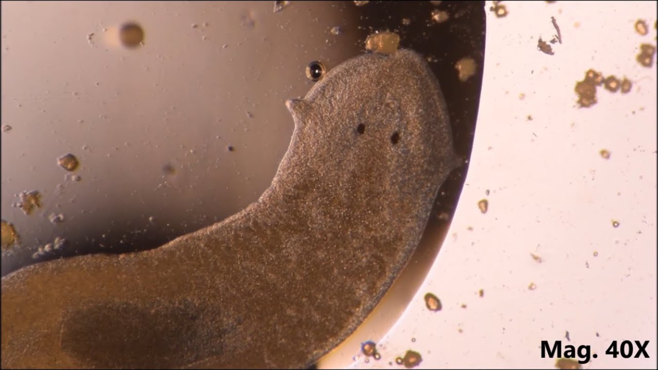 How Do Flatworms Move In Water?