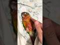 This parrot loves to sleep in and can't be woken up at all. #birds #parrot #parrots #pets #shorts