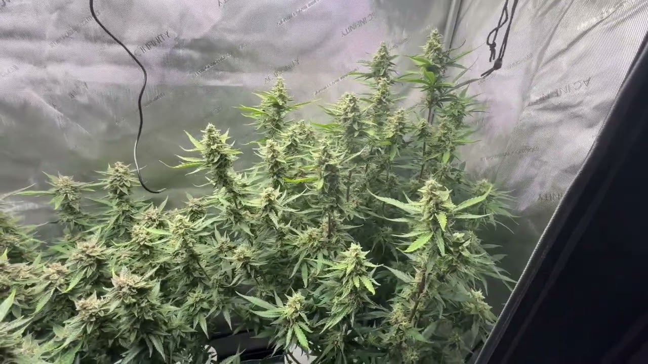 Week 11 from sprout. RDWC. Do Si Dos AutoFlower and Wedding Cake AutoFlower