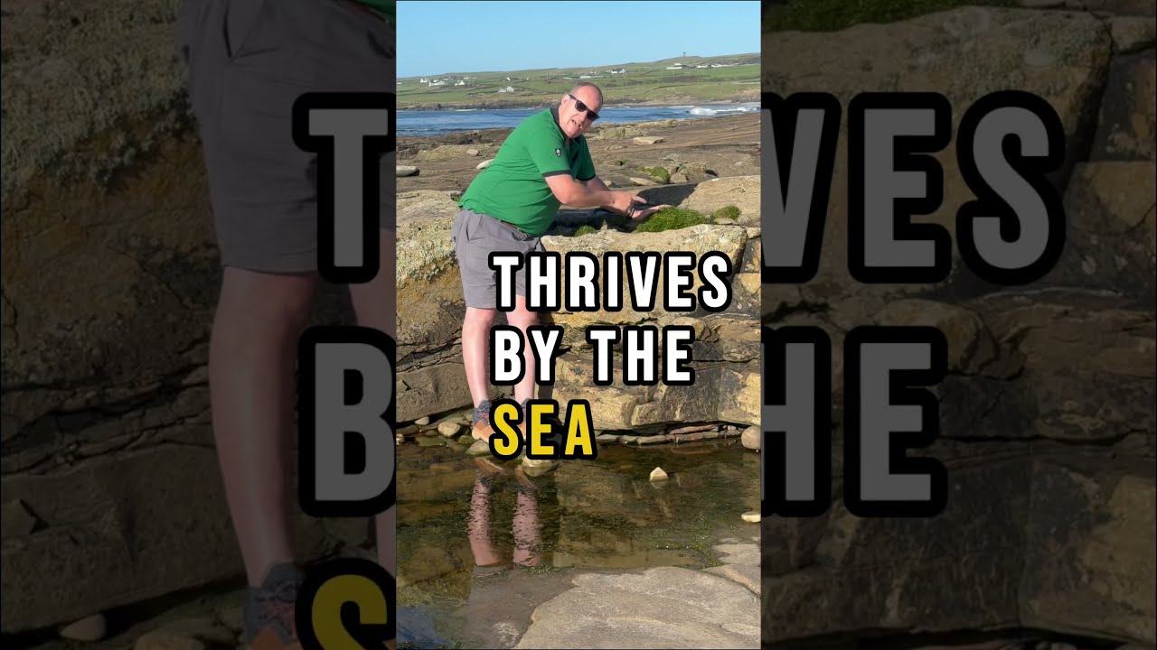 Thrives By The Sea #outdoorliving #gardening #garden #plants #seaside #gardenadvice #irishgardens