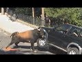 ANIMALS AGAINST CARS. Rhino, elephant, hippo, bull against cars!