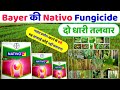 Nativo Fungicide | Bayer Nativo Hindi | Systemic fungicide | नेटिवो बायर | बैक्टीरिया साइट