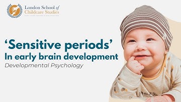 Developmental Psychology  ‘Sensitive periods’ in Early Brain Development
