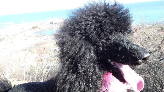 Can Poodles Run Fast? Discover Their Surprising Speed!