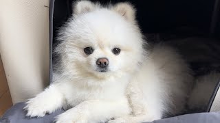 Puppy always seeing off dad when he goes to work