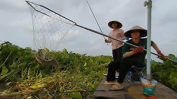 Nước đổ đầu nguồn về hay bị móm mà em hên ^^ không có đội xô | Câu Cá Miệt Vườn T51