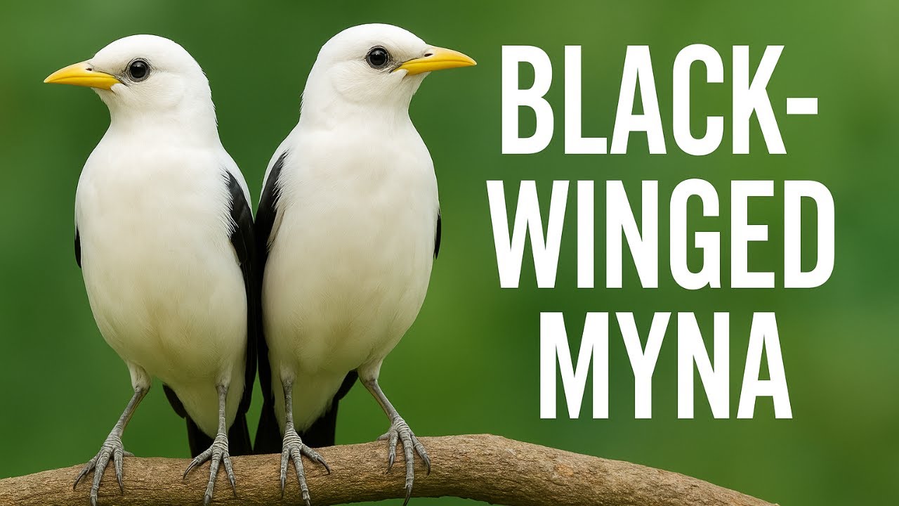 The Rare Black Winged Myna — Indonesia’s Singing Star!