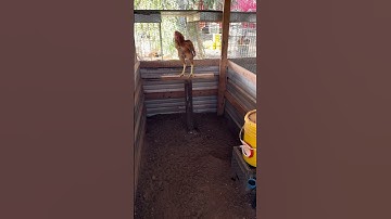 Xtc Qaib drummer #rooster #thairooster #chicken #qaibthai #qaib