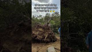 The tree fell due to heavy rainfall 🌳⛈️#sad#emotional #shorts#viral #trendingshorts #trending