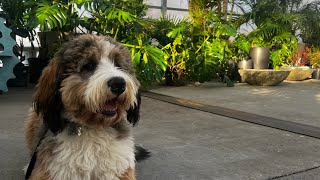 Rooney 9 month old Bernedoodle with trainer Jackie! by Off Leash K9 Training - Lexington 172 views 3 months ago 6 minutes, 36 seconds