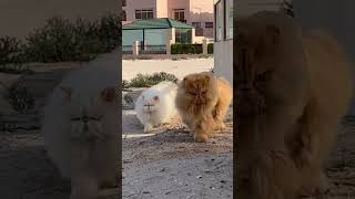 Persian cats on the catwalk ‍♀ #adventurecat #cats