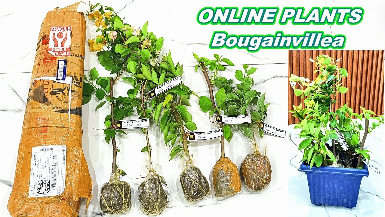 Bougainvillea Plant Unboxing | Online Plant with Price | MY REVIEW ❤️ 🌱 🌺