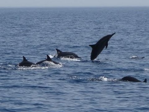 Dolphin Watching, Gulf of Oman, Muscat - YouTube