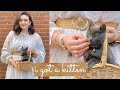 I got a kitten vlog - new kitten haul