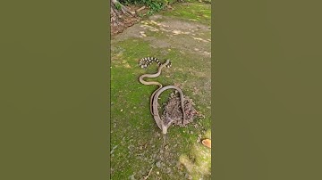 Epic Snake Battle: Cobra vs Banded Krait –Who Wins? #shorts #animals #snacks #wildlife #viralshorts