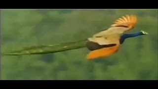 هل شاهدت طاووس يطير من قبل؟!!