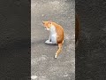 Allah yang maha awal #cat #cats #catlovers #catshorts #catvideos #kucing #kitten #funny #travel