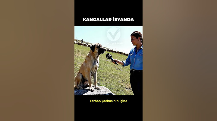 Yapay Zeka Sokak Röportajı | Kangal İsyanda