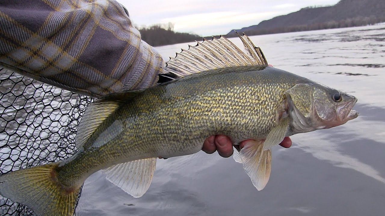 Spring Walleye Fishing - Mississippi River - YouTube