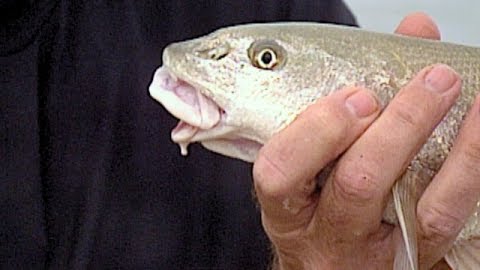 How to Fish the Foam: Light Tackle Surf Fishing: Part 1