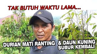 Akhirnya Semangat Lagi Merawat Kebun Durian Mati Ranting Daun Kuning Bisa sehat Lagi by INFO RAGAM PERTANIAN 5,434 views 2 months ago 11 minutes, 5 seconds