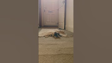 Day 11 of posting random videos from my camera roll without context… listen for her little noise