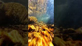 #nature #djiosmoaction4 #river #fishing #fyp