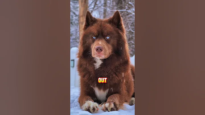 Your Birth Month Reveals Your Dog Breed 🐕🔥