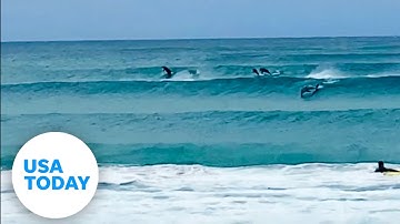 Dolphins spring from waves alongside surfers in Australia | USA TODAY