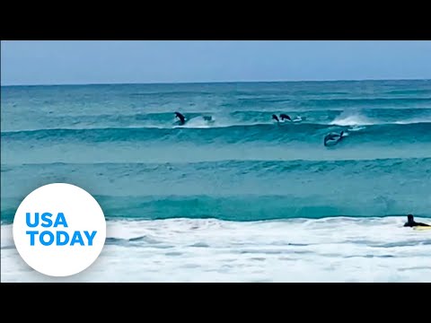 Dolphins spring from waves alongside surfers in Australia | USA TODAY