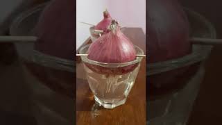 CONCEPT OF APICAL MERISTEM:: GROWTH OF ONION IN WATER:: MITOSIS::ACTIVITY 6.1 CLASS IX BIOLOGY