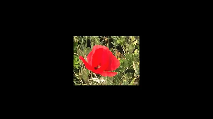 Martha Rose - In The Evening