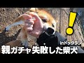 ボッチでもテンション100%で柴犬と遊ぶ1日【和風総分家】