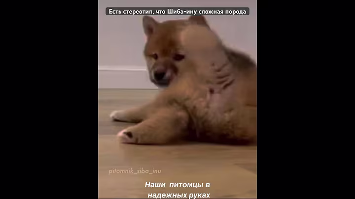 Есть стереотип, что Шиба-ину сложная порода… это миф… #шиба #сибаину #шибаину