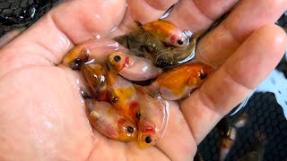 I bought 400 cute baby goldfish