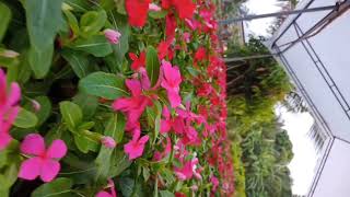 vinca rose videos in nursery